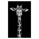 Wild Animal Wall Art Posters and Prints Wall Pictures for Living Room Decoration